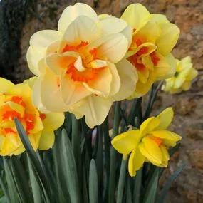 Tahiti Daffodil (Narcissus Tahiti) Img 4